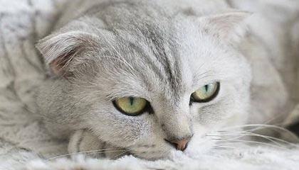 b体育app-CBA-胡金秋15分 浙江方兴渡主场击败浙江稠州金租